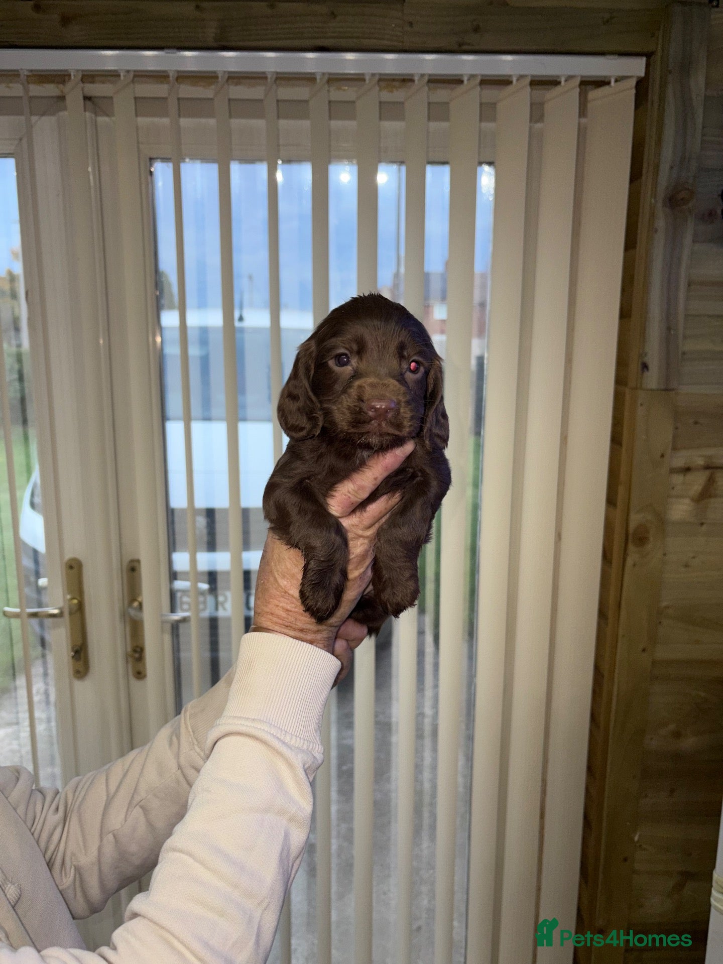 Mixed Breed dogs Sprocker pups - Advert 2