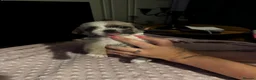 Shih Tzu dogs for sale: Adorable Shihtzu pups looking for forever homes - Advert 11