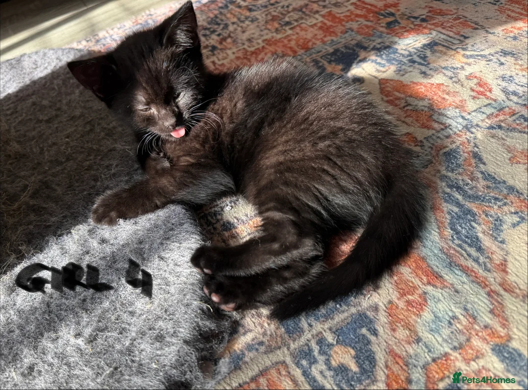 Mixed Breed cats for sale: Chocolate brown tabby kittens 🐱  - Advert 14