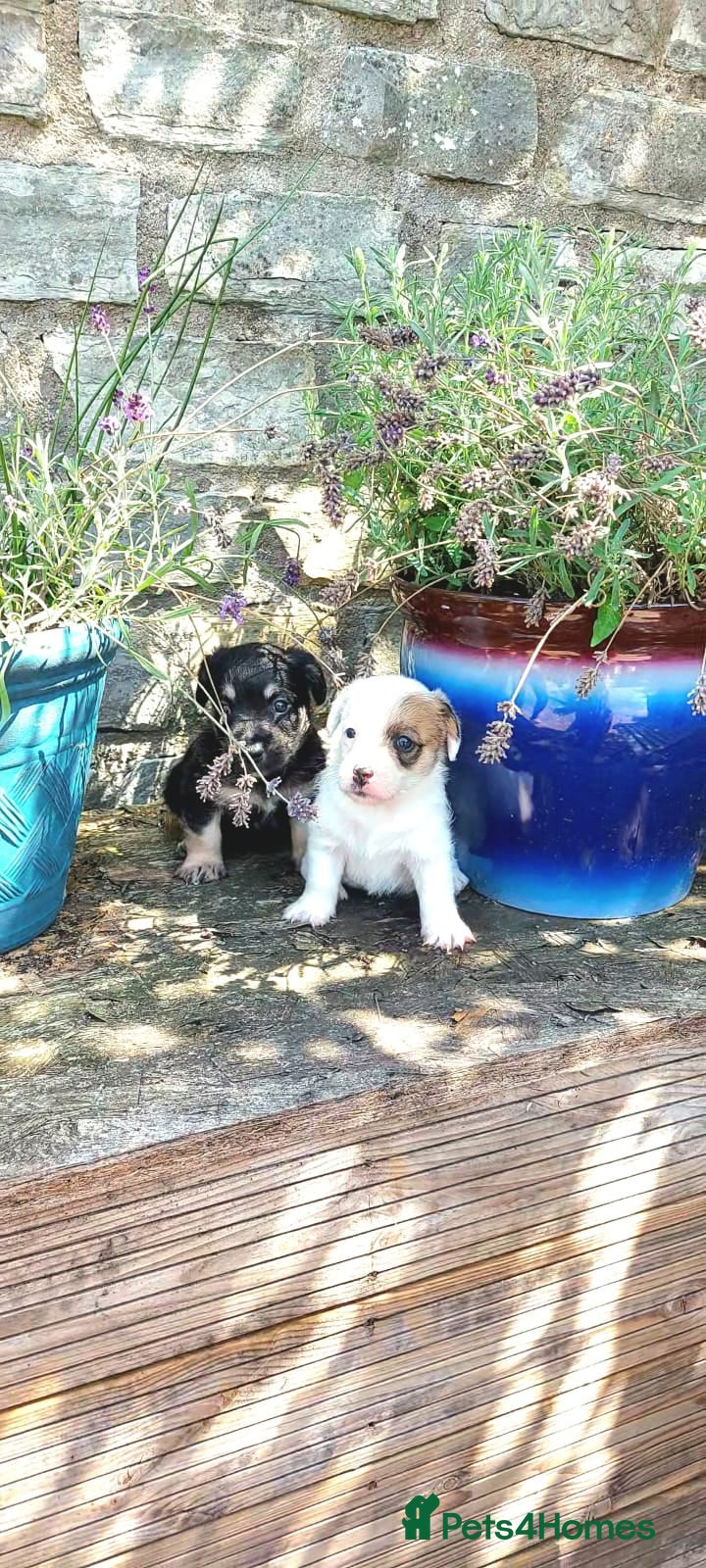 Mixed Breed dogs JACKINORIPOOS - Advert 1