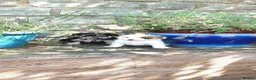 Mixed Breed dogs for sale: JACKINORIPOOS - Advert 5