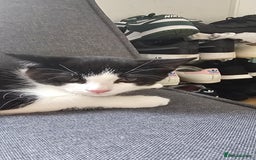 Domestic Shorthair cats for sale:  2 kittens brother and sister  - Image 1