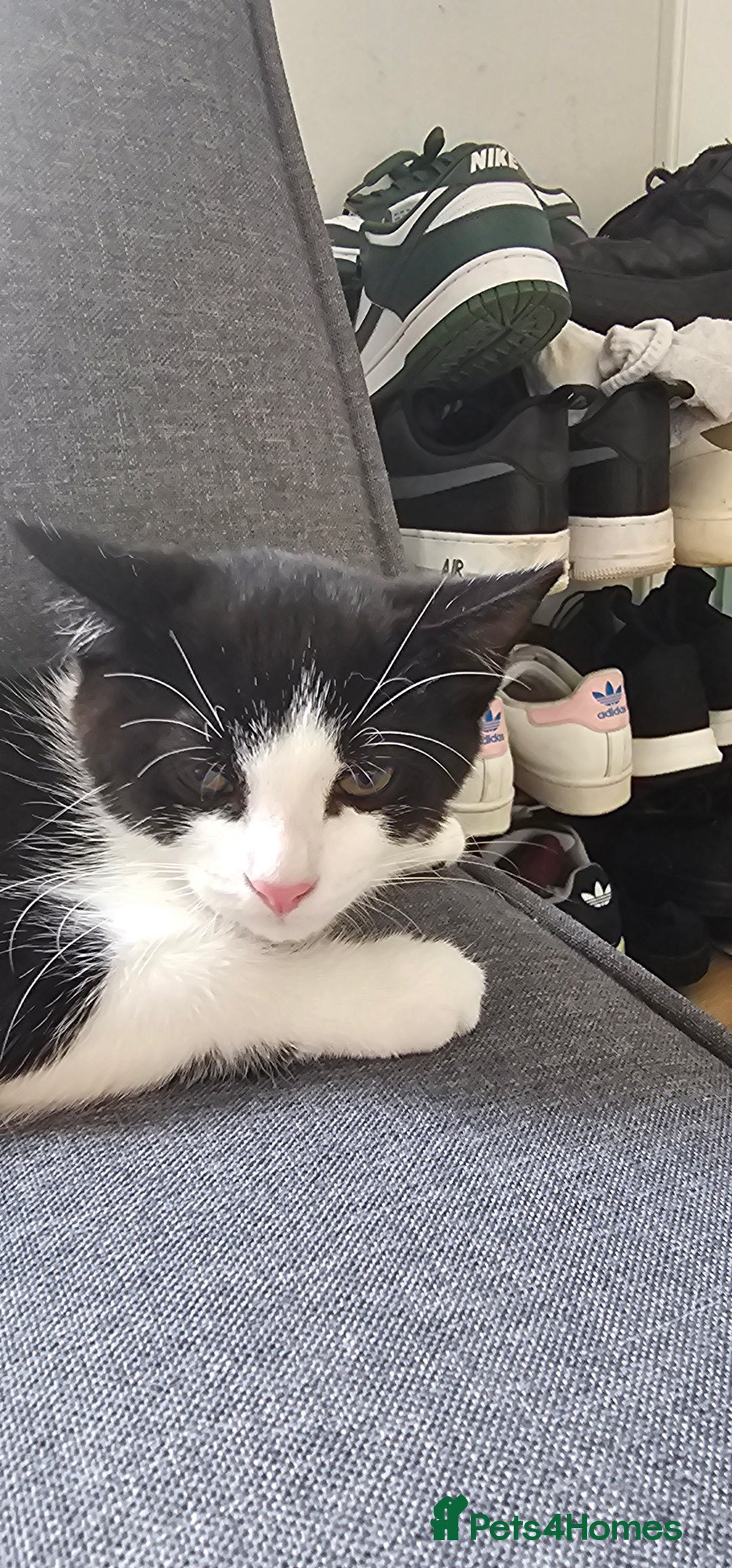 Domestic Shorthair cats for sale:  2 kittens brother and sister  - Image 1