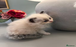 Ragdoll cats for sale: Chunky Quality EU Ragdoll babies - Image 9