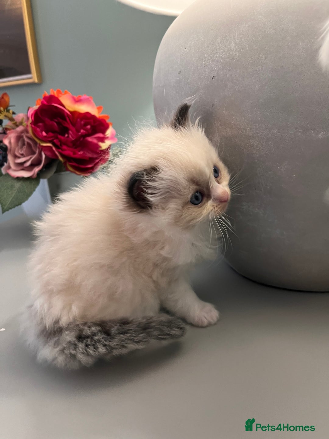 Ragdoll cats for sale: Chunky Quality EU Ragdoll babies - Image 9