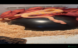 Python Snake reptiles for sale: Banana pastel ball python  - Image 4
