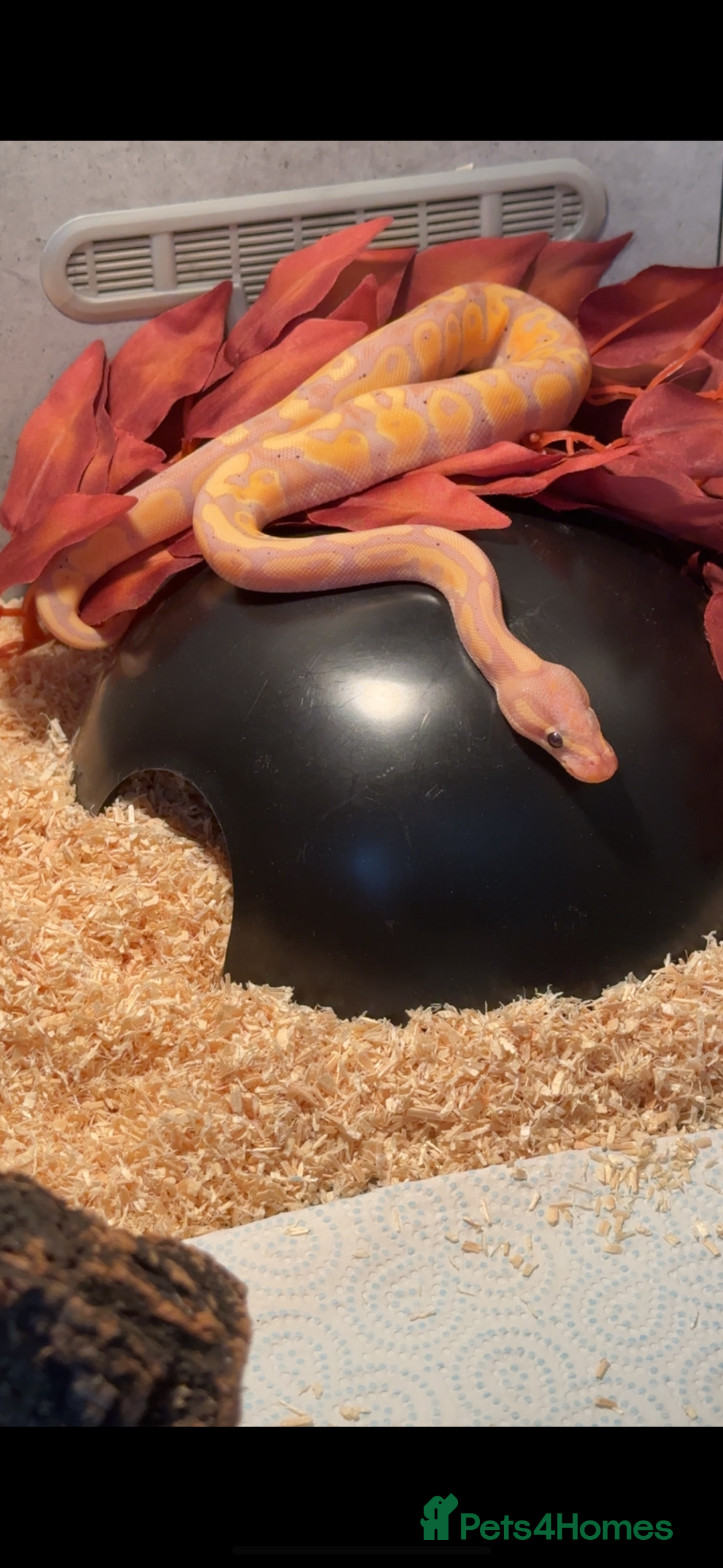 Python Snake reptiles for sale: Banana pastel ball python  - Image 4