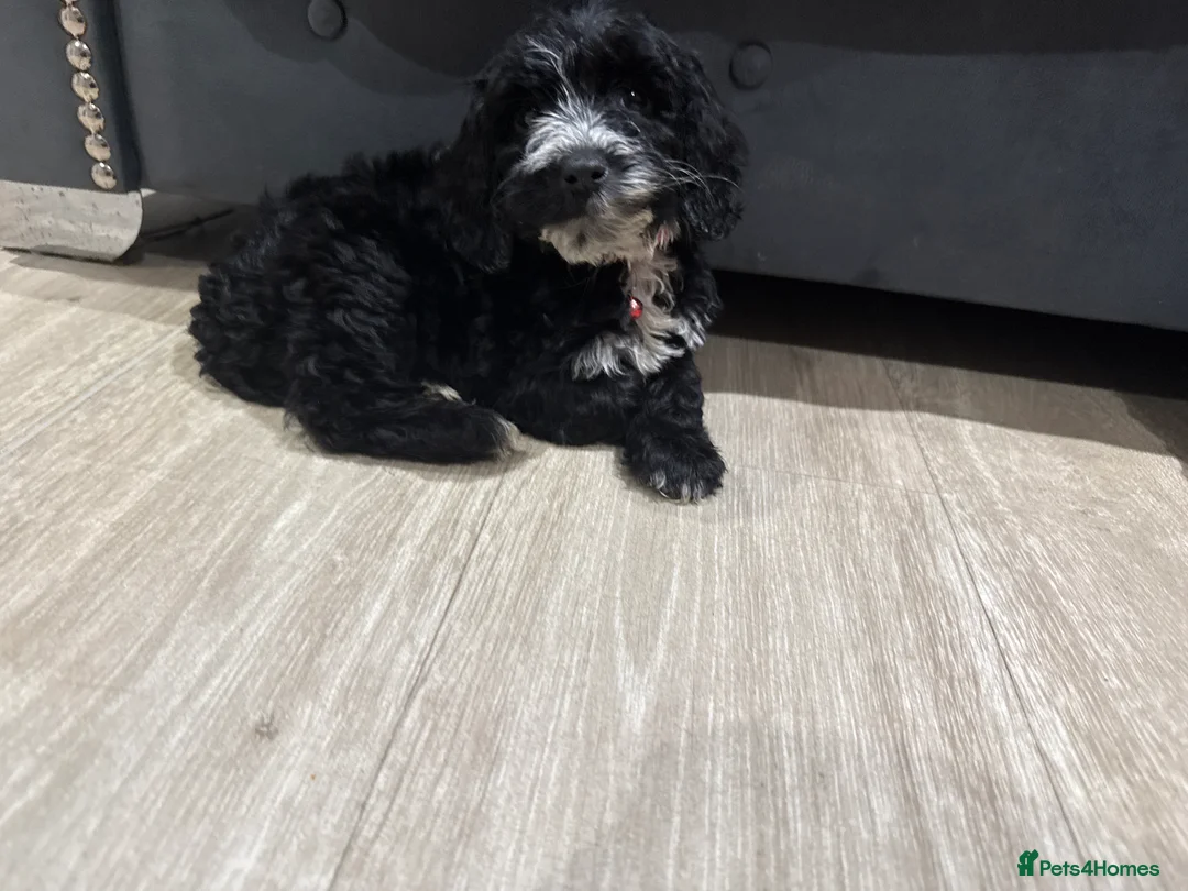 Cockapoo dogs for sale: Miniature f1 Cockapoos puppies - Advert 38