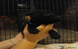 Staffordshire Bull Terrier dogs for sale: *2 left* Stunning Chunky KC Staffy Pups - Image 2
