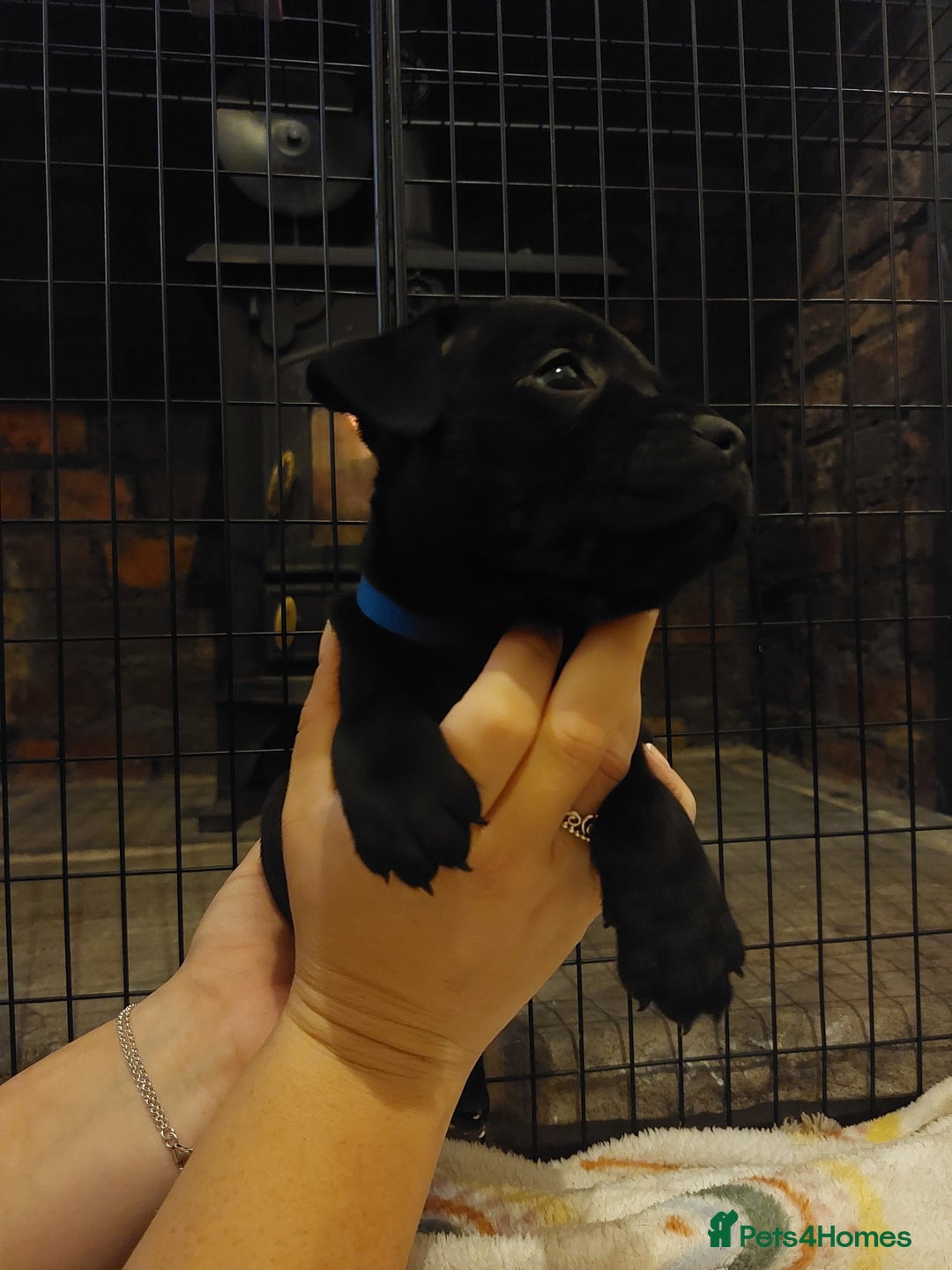 Staffordshire Bull Terrier dogs for sale: *2 left* Stunning Chunky KC Staffy Pups - Image 2