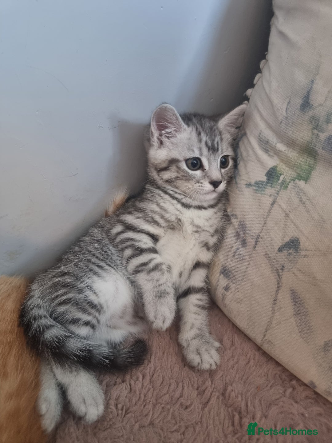 British Shorthair cats for sale: Gorgeous female BSH kitten - Image 2