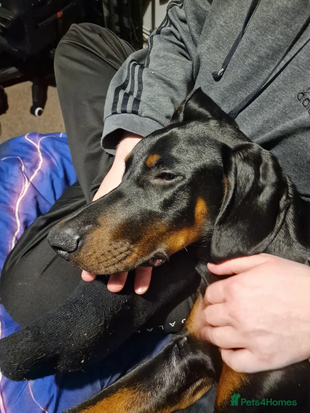 Dobermann dogs for sale: Dobermann pup - Advert 3
