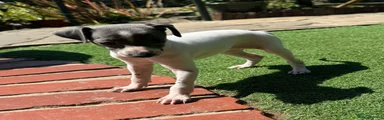 Italian Greyhound 3