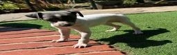 Italian Greyhound dogs for sale: Stunning KC Registered Ready Now - Advert 6