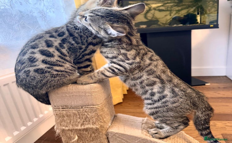 Bengal cats - Advert 10