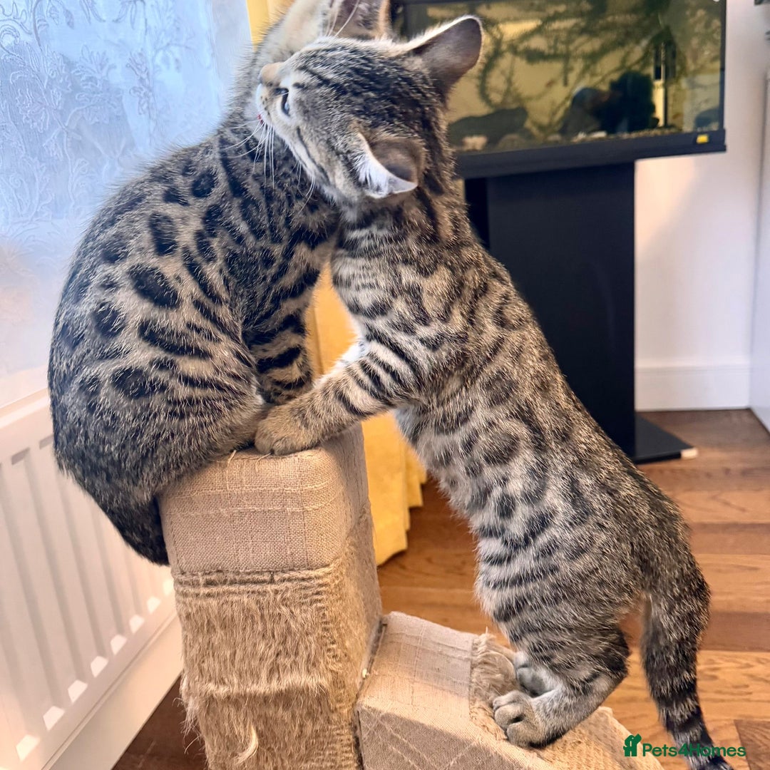 Bengal cats for sale: Sweet kittens - Image 1