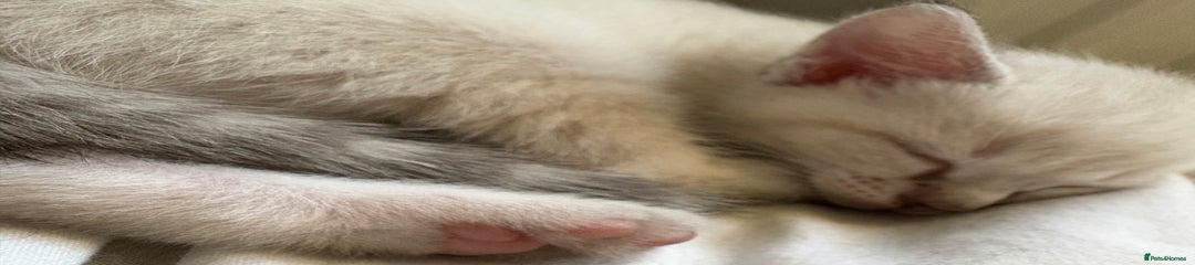 Ragdoll Kitten 1