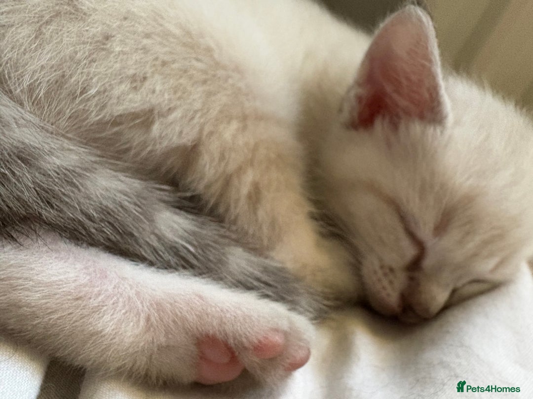 Ragdoll cats for sale: 3 Rag Cross Kittens - Image 15