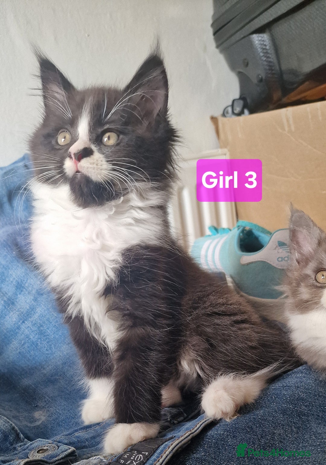 Maine Coon cats for sale: Gorgeous Half Maine Coon Boys and Girls  - Image 31