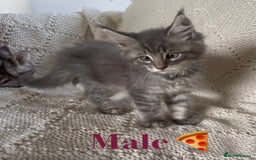 Maine Coon cats for sale: Beautiful pedigree maine coons, open to offers - Image 17