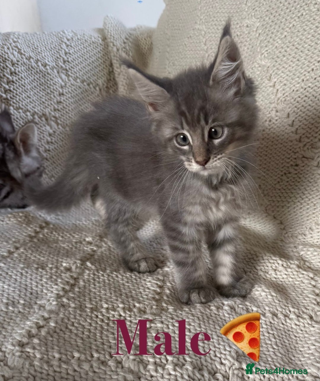 Maine Coon cats for sale: Beautiful pedigree maine coons, open to offers - Image 17