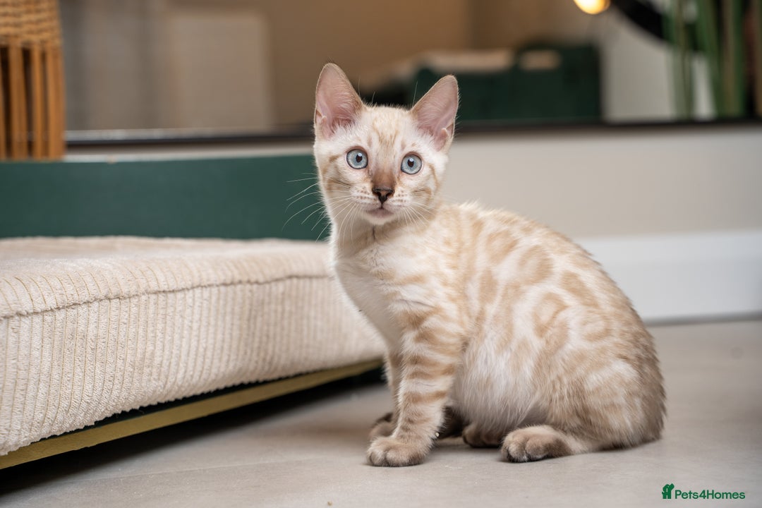 Bengal cats for sale: Frankie-Stunning Snow Bengal-TICA-Available now! - Image 4