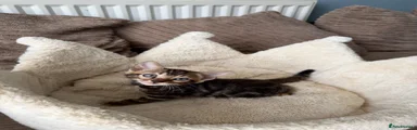 Bengal 5