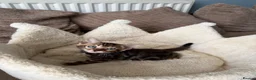 Bengal cats for sale: TICA pure breed Bengal kittens available.  - Advert 4