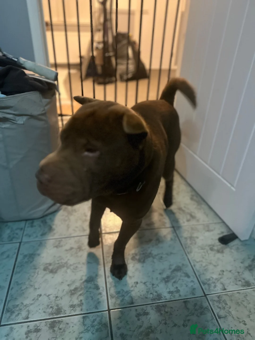 Shar Pei dogs for sale: Sharpei - Frank in Stoke-on-Trent - Advert 4