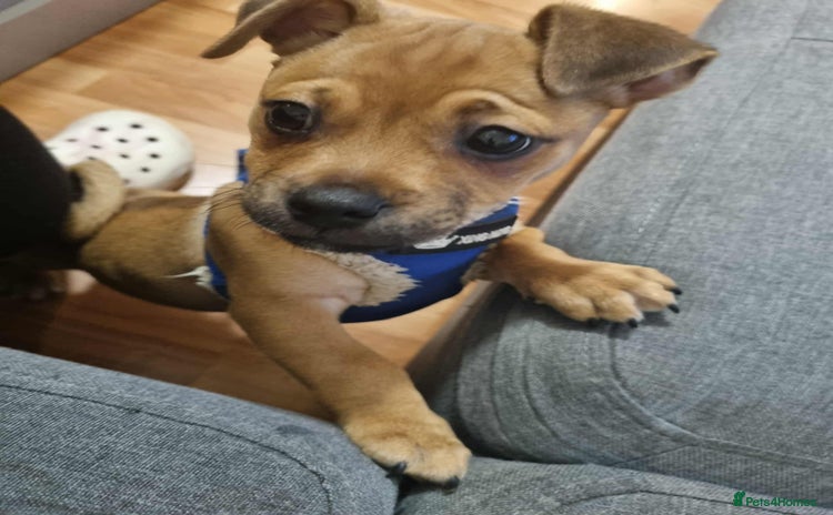 Jug dogs 🐶 3-Month-Old Male Puppy for Sale 🐾 - Advert 1