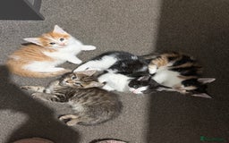 British Shorthair cats for sale: 4 kittens for sale - Image 3