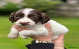 English Springer Spaniel dogs for sale: 2025 FTCH ROSEBAY BLUE,WELL MARKED LITTER ESS PUPS - Image 26