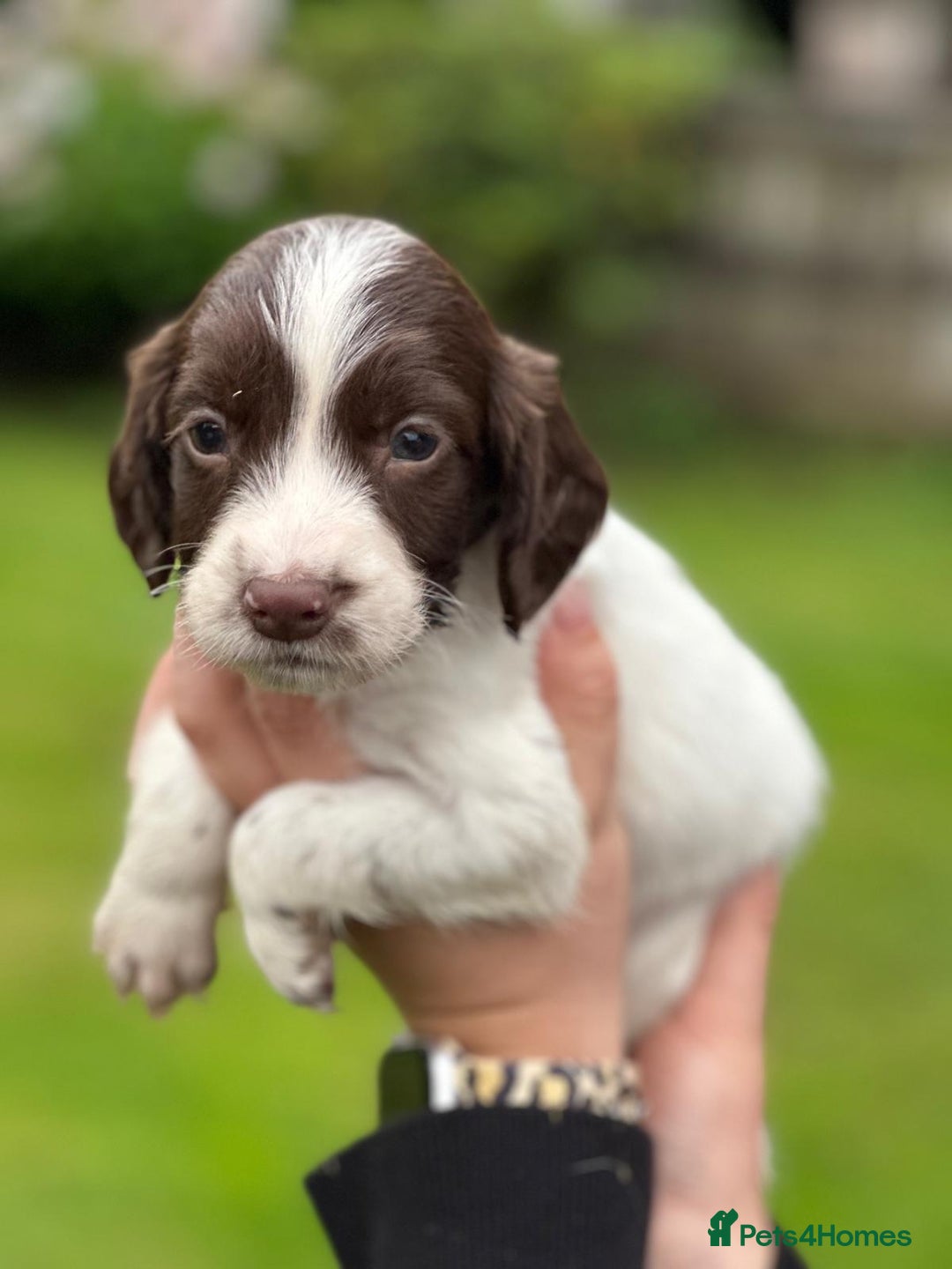 English Springer Spaniel dogs for sale: 2025 FTCH ROSEBAY BLUE,WELL MARKED LITTER ESS PUPS - Image 26