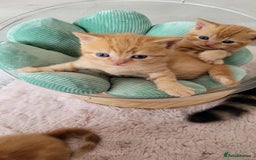 British Shorthair cats for sale: 1 stunning British shorthair boys left to reserve  - Image 10