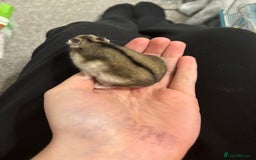 Hamster rodents for sale: Dwarf hamster (with cage) - Image 1