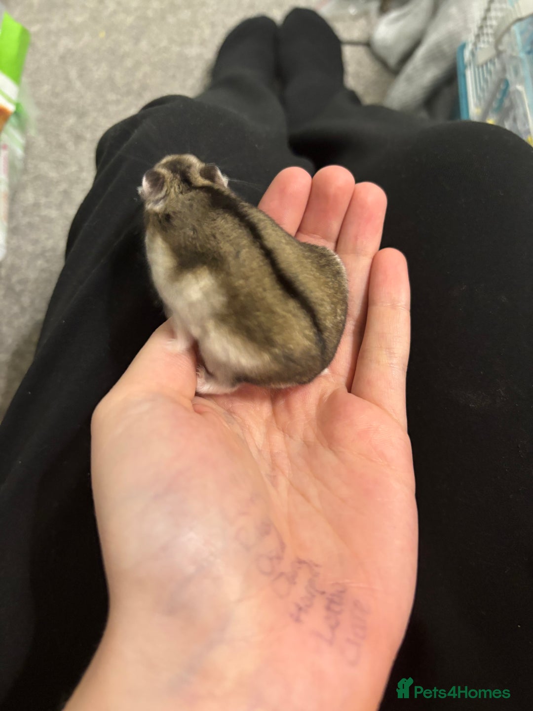 Hamster rodents for sale: Dwarf hamster (with cage) - Image 1