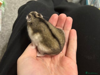 Hamster rodents - Advert 1