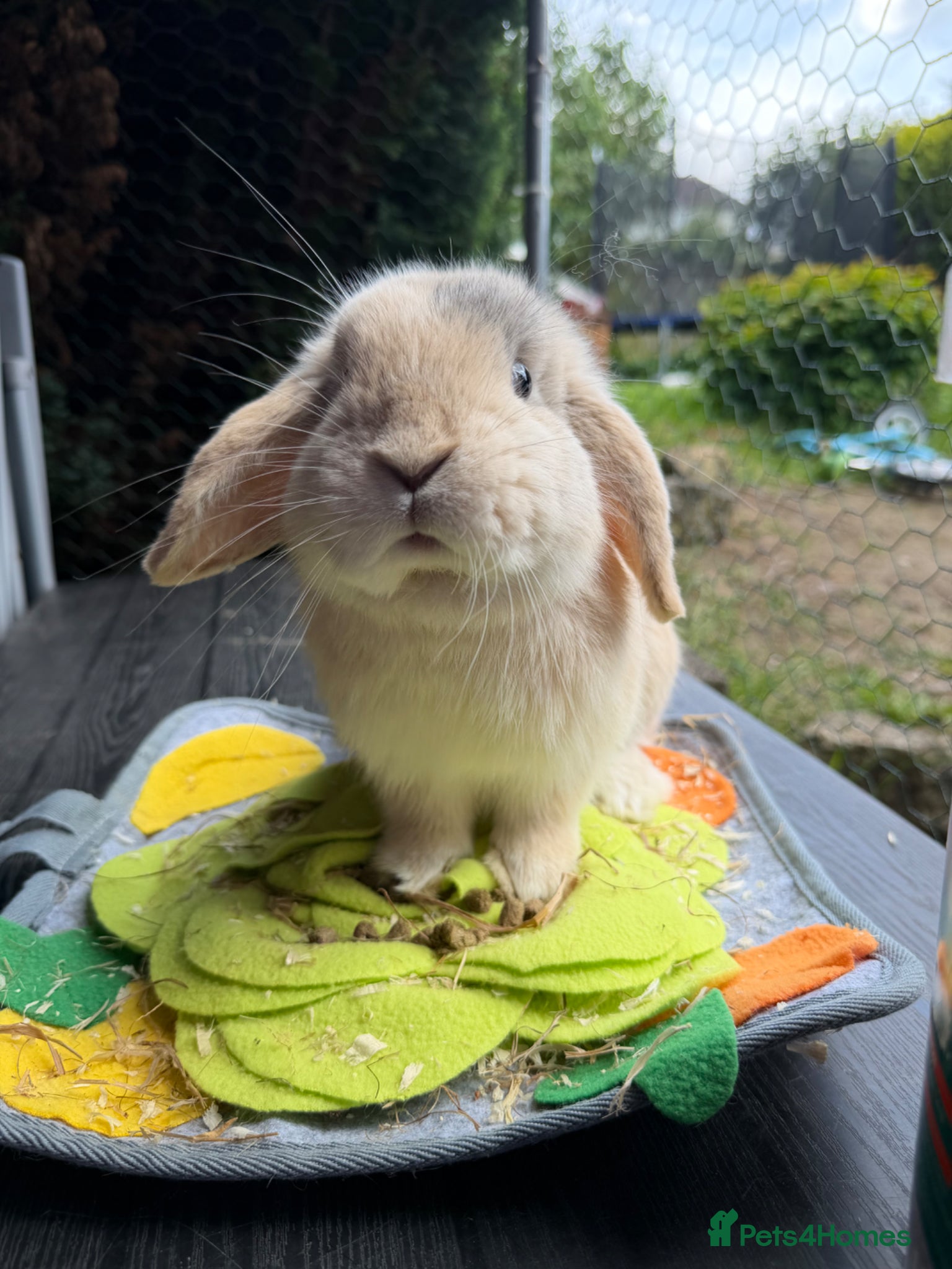 Mini Lop rabbits Mini lop  - Advert 9