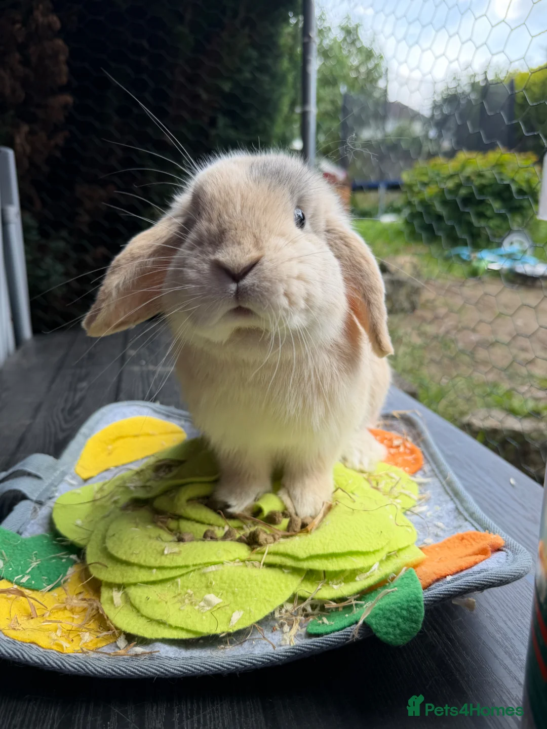 Mini Lop rabbits for sale: Mini lop  - Advert 1