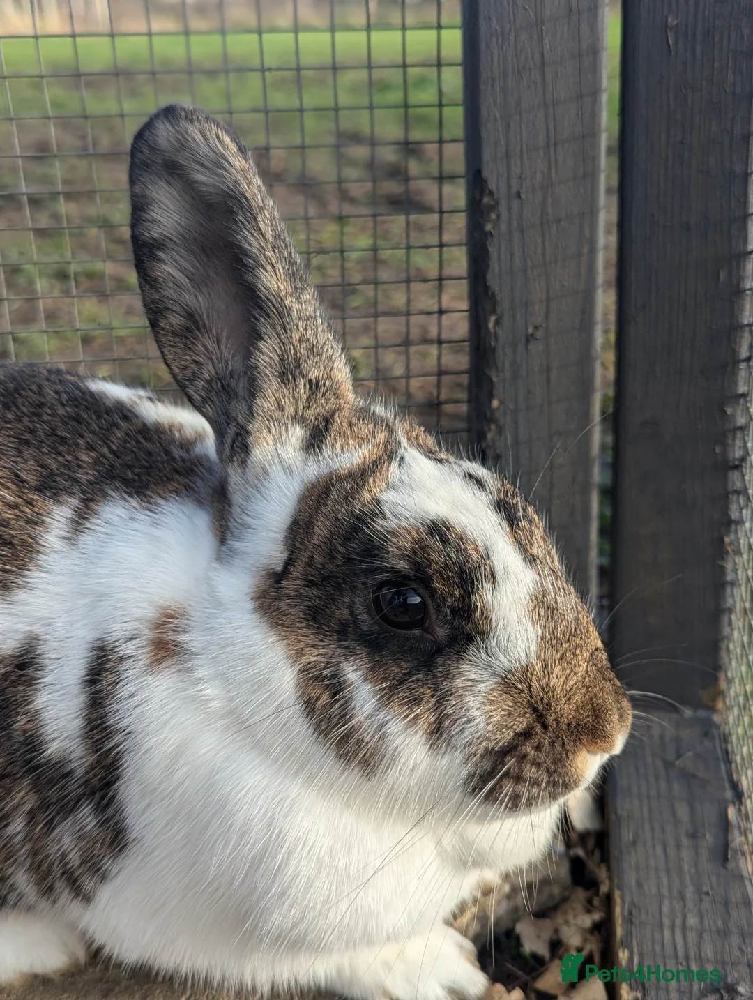 Mixed Breed rabbits for sale: Two gorgeous buns  - Advert 2
