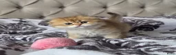 Scottish Fold cats for sale: Adorable Scottish Fold and Straight kittens 💙💜  - Advert 8