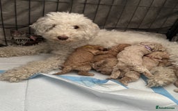 Labradoodle dogs for sale: Miniature Labradoodle puppies - Image 6