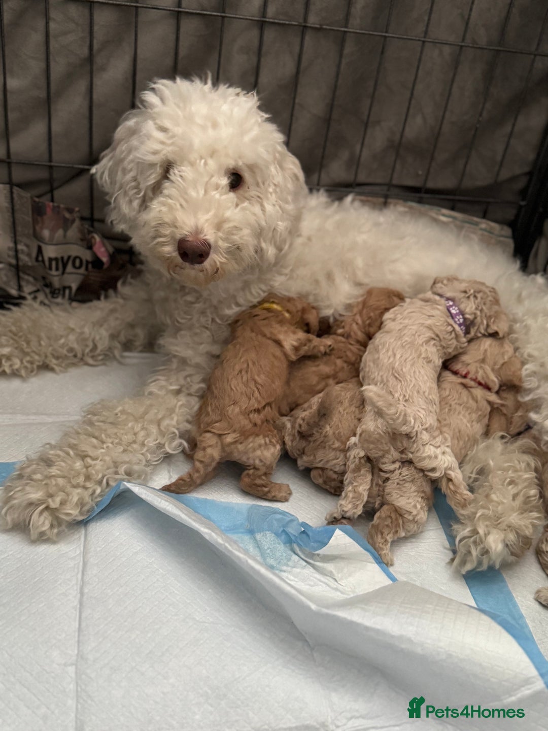 Labradoodle dogs for sale: Miniature Labradoodle puppies - Image 6