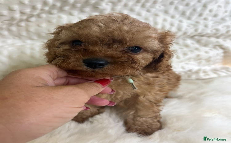 Cavapoo dogs in Brough - Advert 2