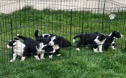Border Collie dogs for sale: Border Collie puppies for sale - Image 7