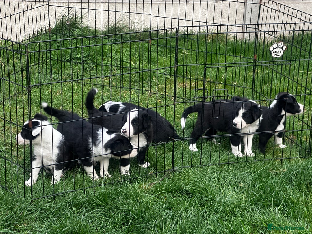 Border Collie dogs for sale: Border Collie puppies for sale - Image 7
