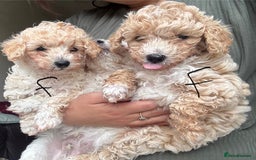 Poochon dogs for sale: Poochon  - Image 2