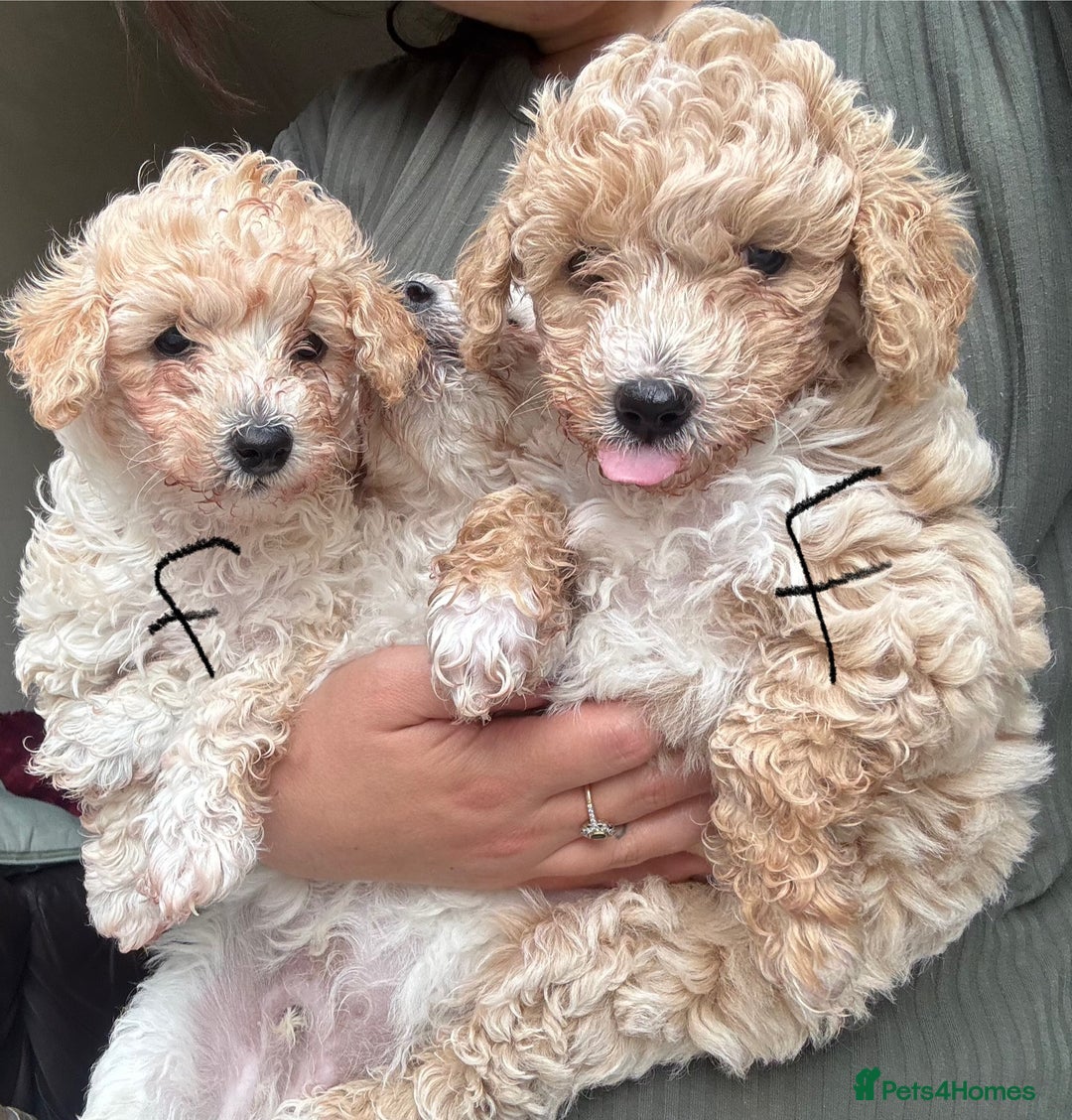 Poochon dogs for sale: Poochon  - Image 2
