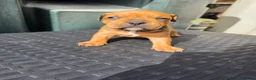 Mixed Breed dogs for sale: Mixed breed  - Advert 10