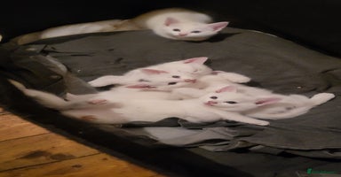 British Shorthair cats - Advert 6